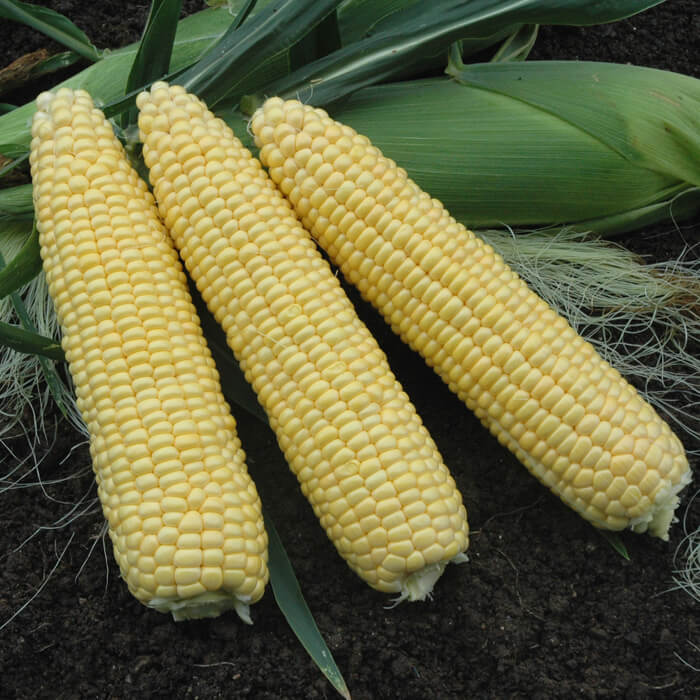 Sweet Corn Takeoff F1 Seed A20221891 – SeedsLuck